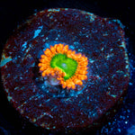 Electric Oompa Loompa Zoanthids