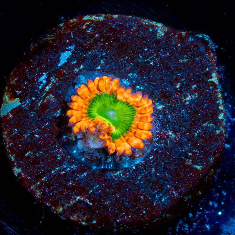 Electric Oompa Loompa Zoanthids
