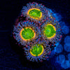 Tinker Bells Zoanthid 