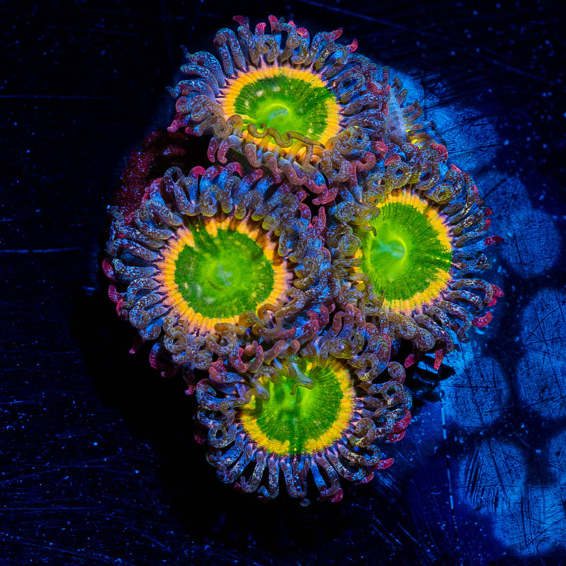 Tinker Bells Zoanthid