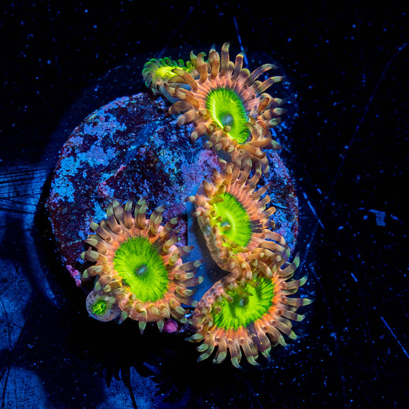 Pink Elephants Zoanthids