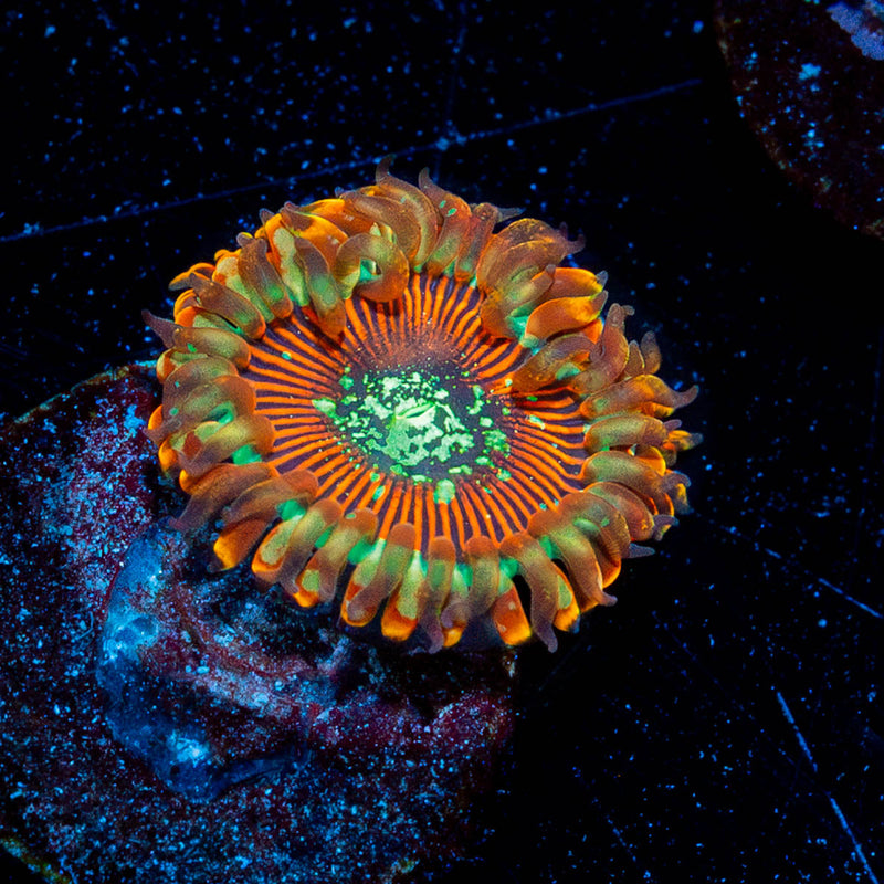 Magicians Zoanthid