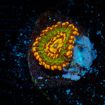 Ass Cracks Zoanthids 