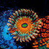 White Zombie Zoanthid 