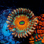 White Zombie Zoanthid 