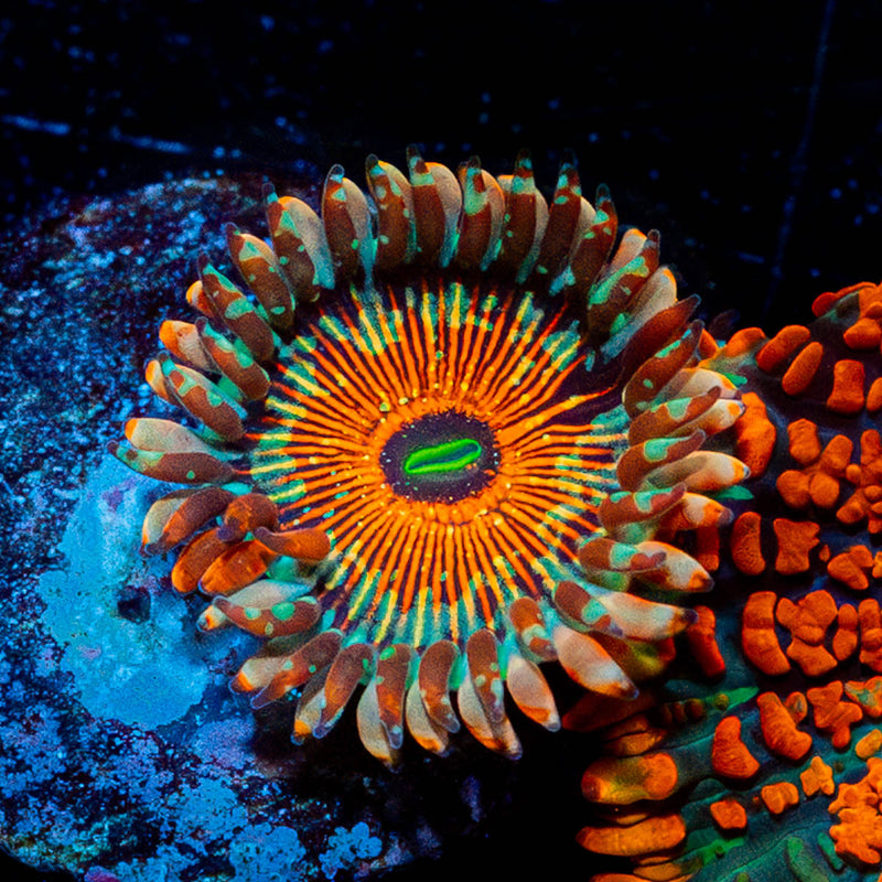 White Zombie Zoanthid