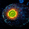 Peach Tea Zoanthids 