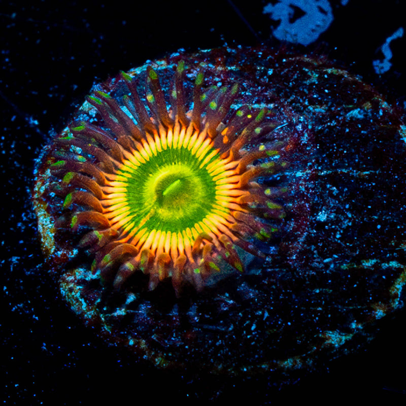 Peach Tea Zoanthids