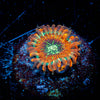 Magicians Zoanthid 