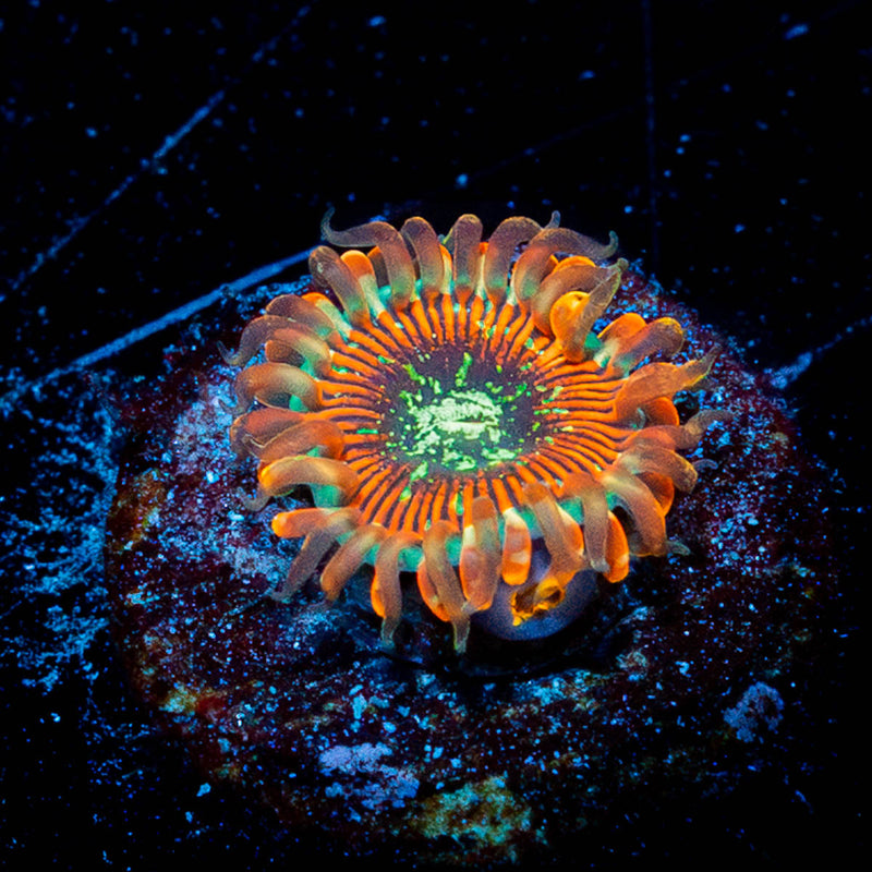Magicians Zoanthid