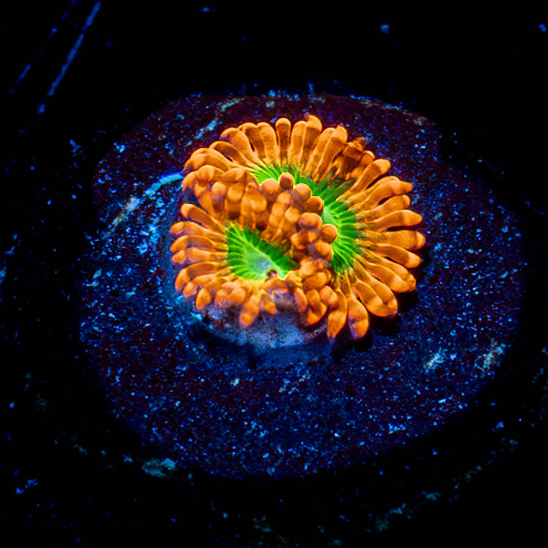 Electric Oompa Loompa Zoanthids