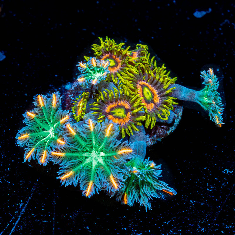 Kamikaze Zoanthids and Firework Clove Polyps