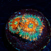 Seduction Zoanthids 