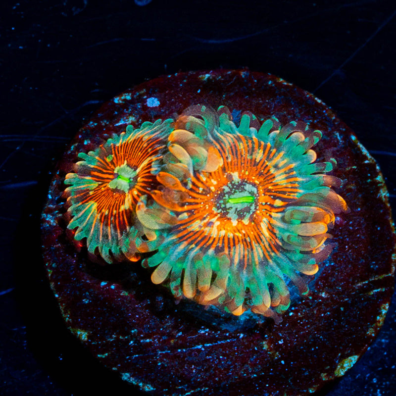 Seduction Zoanthids