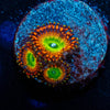 Candy Apple Reds Zoanthid 