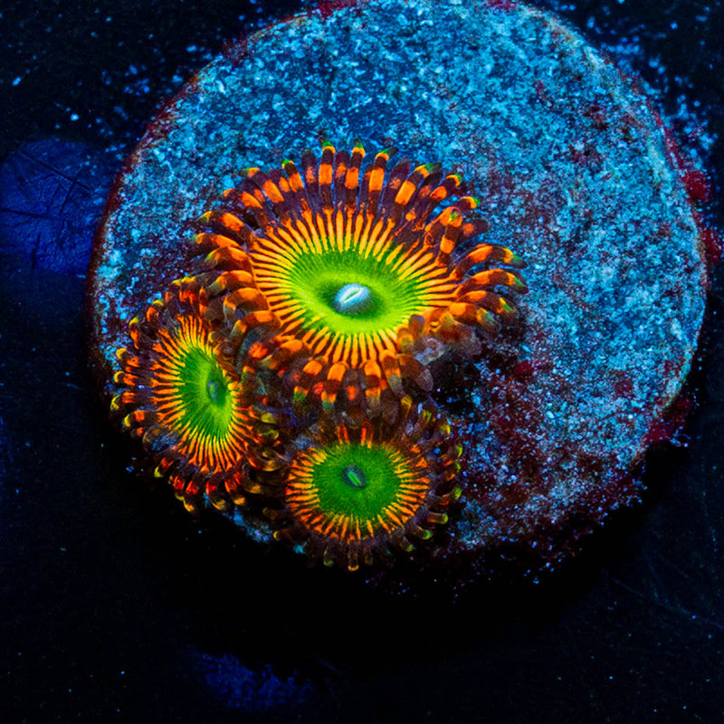 Candy Apple Reds Zoanthid