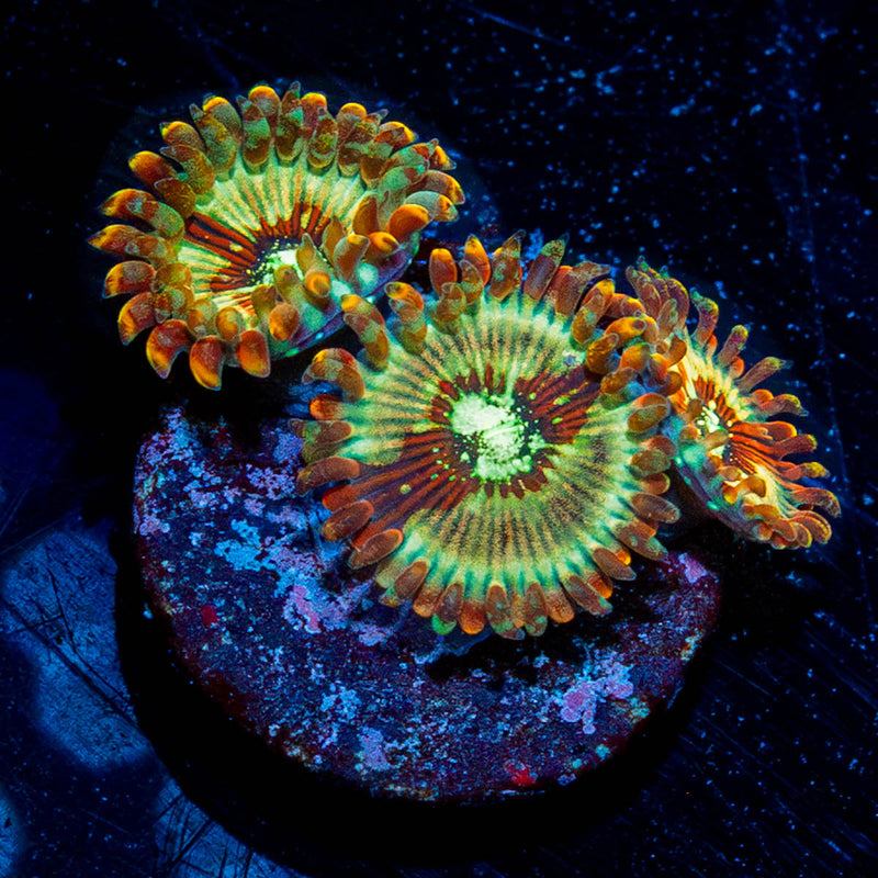 Salty Magician Zoanthid