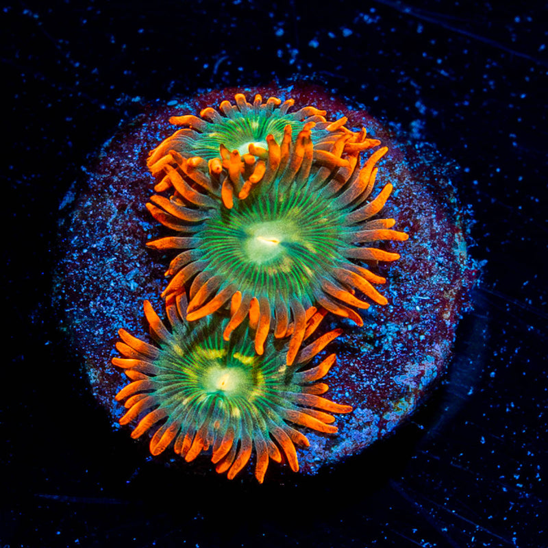 Blueberry Yum Yum Zoanthids