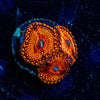 Hells Bells Zoanthid