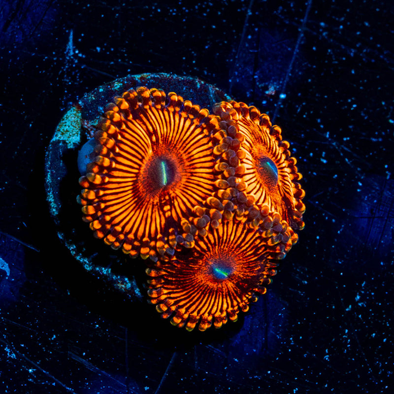 Hells Bells Zoanthid