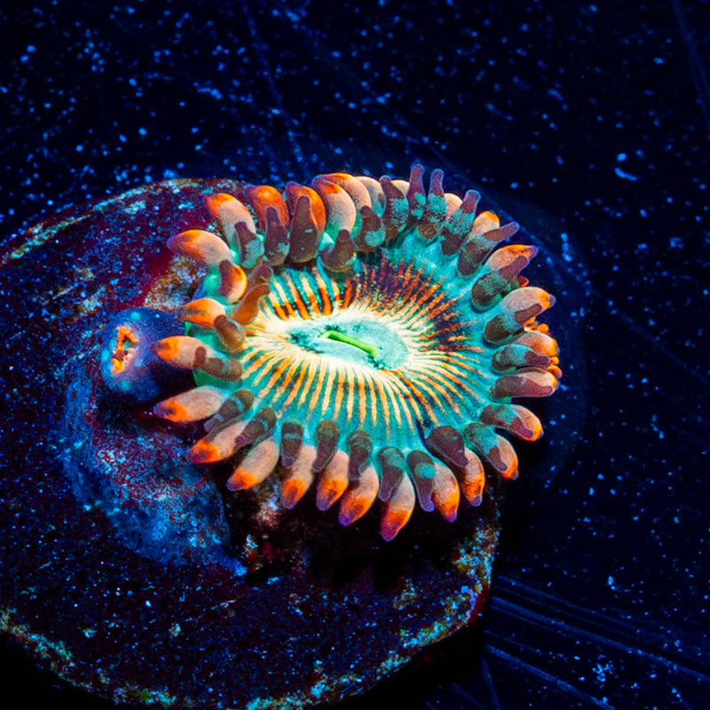 White Zombie Zoanthid