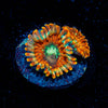 Magicians Zoanthid 
