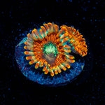 Magicians Zoanthid 