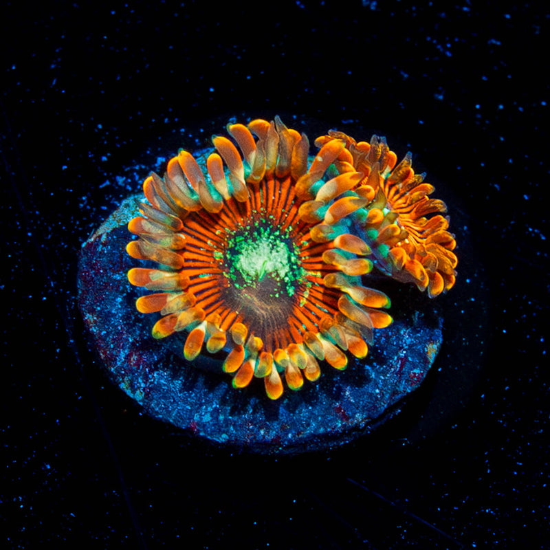 Magicians Zoanthid