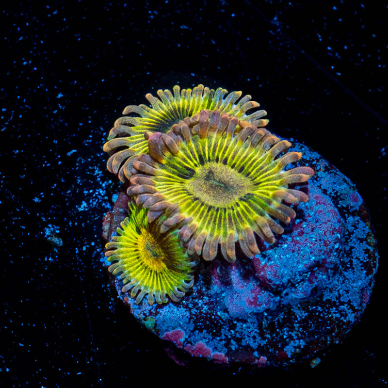 Lemonheads Zoanthids