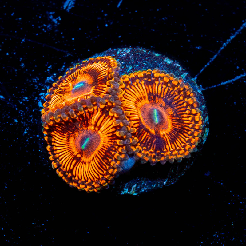 Hells Bells Zoanthid