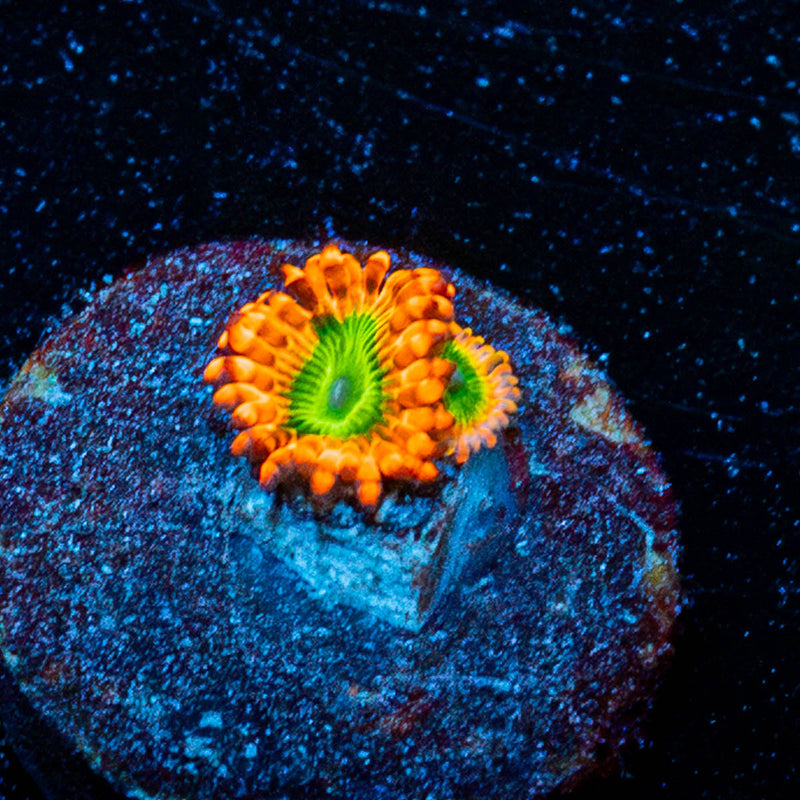 White Zombie Zoanthid