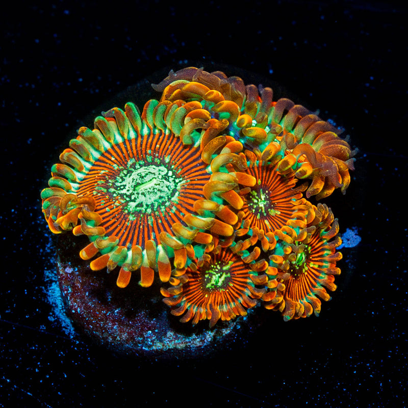 Magicians Zoanthid