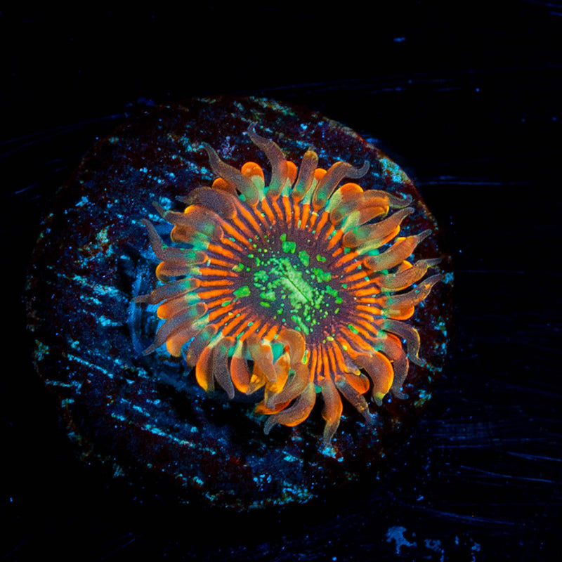 Magicians Zoanthid