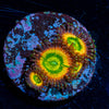 Peach Tea Zoanthids 