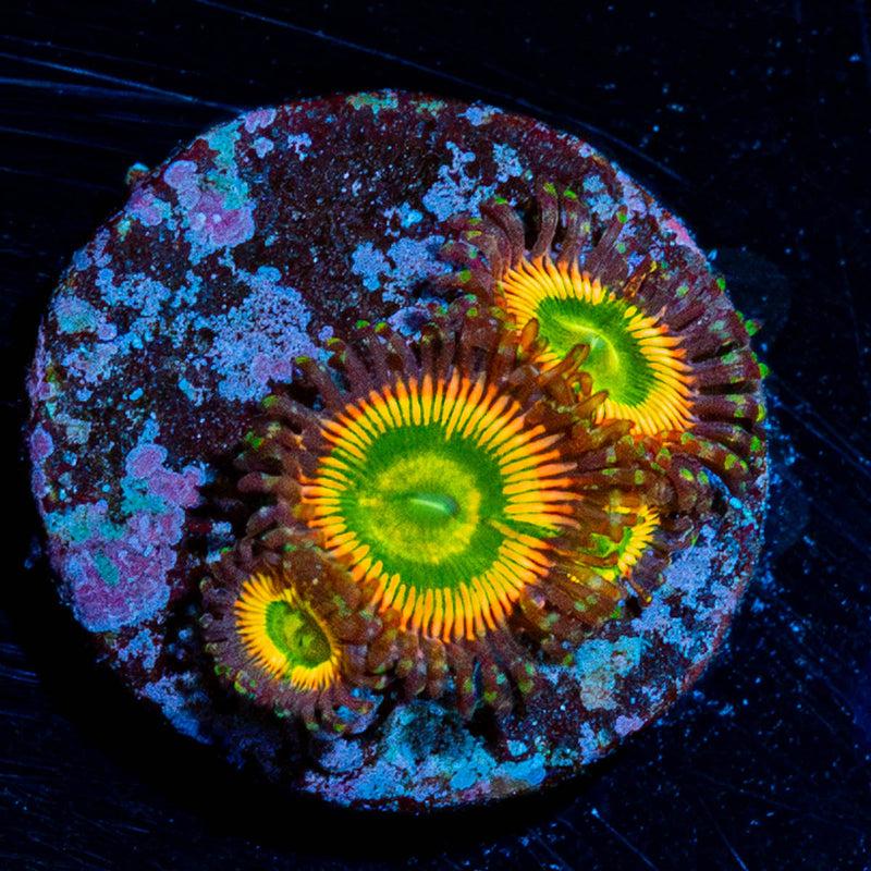 Peach Tea Zoanthids