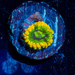 Rainbow Yoda's Zoanthids 