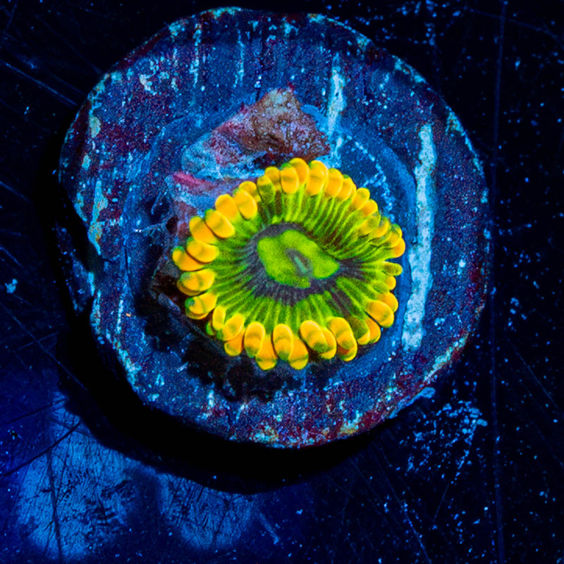 Rainbow Yoda's Zoanthids