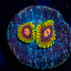 Jedi Mind Tricks Zoanthid 
