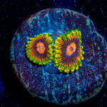 Jedi Mind Tricks Zoanthid 