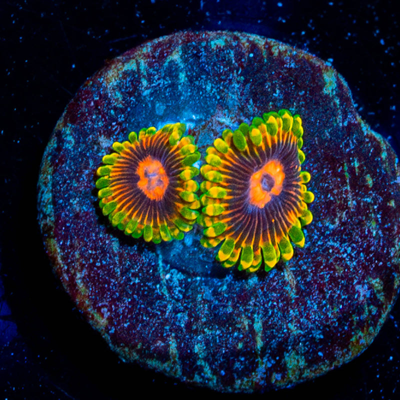 Jedi Mind Tricks Zoanthid