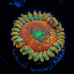 Magicians Zoanthid 