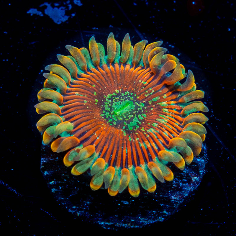 Magicians Zoanthid