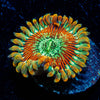 Magicians Zoanthid 