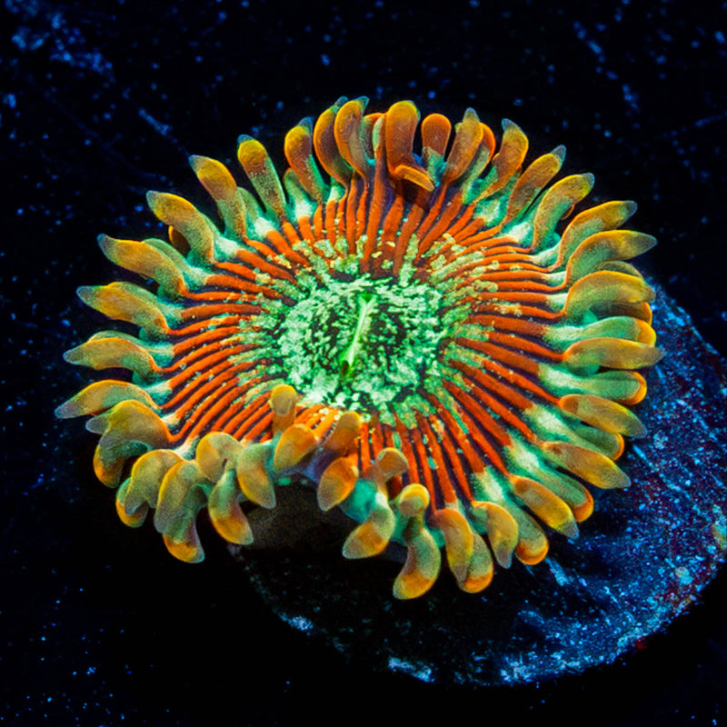 Magicians Zoanthid