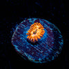 Utter chaos Zoanthid 