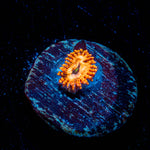 Utter chaos Zoanthid 