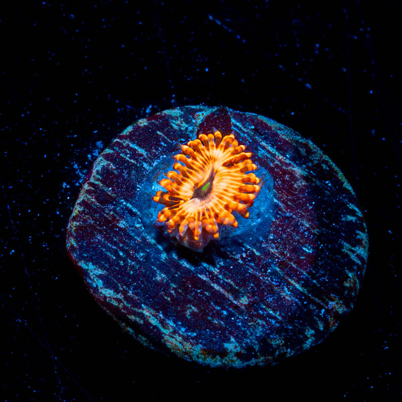 Utter chaos Zoanthid