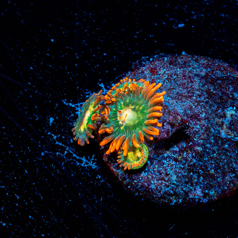 Blueberry Yum Yum Zoanthids