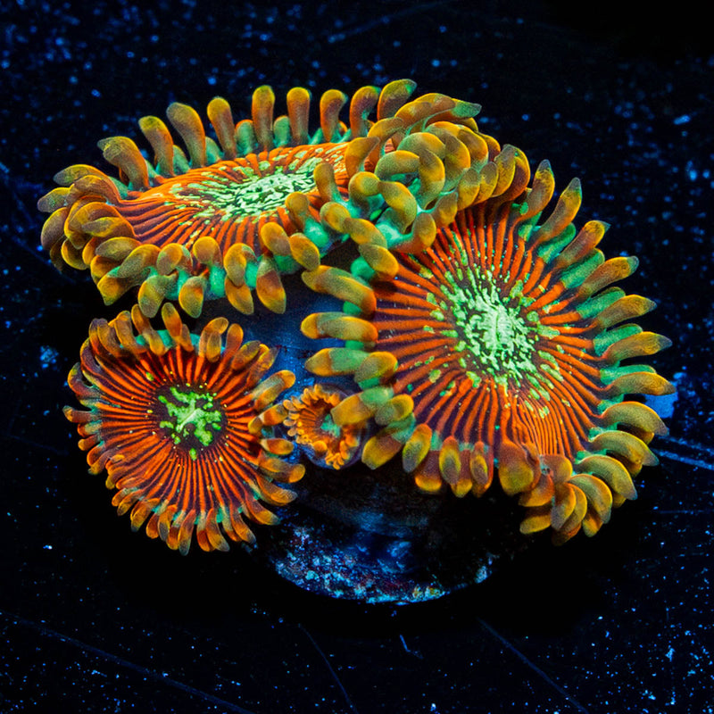 Magicians Zoanthid