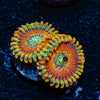 Magicians Zoanthid 